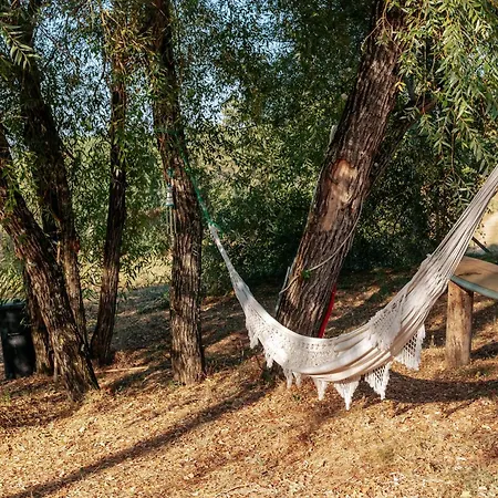 Alma-rio 2 By Mycelia